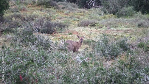 Common grey Duiker in grassland, South Africa
 Addo national park, South Africa, 2022
 photo