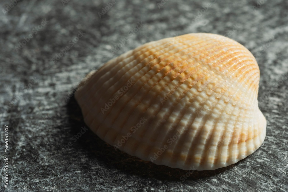 Sea shell of molluscs closeup - orderly structure of the skeleton
