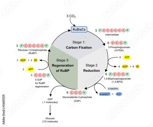 Dark phase in photosynthesis, Calvin cycle. Diagram. photo