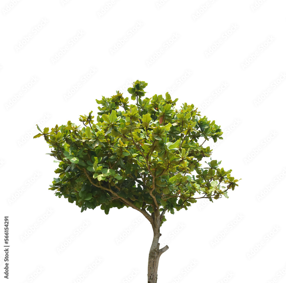Tree isolated on transparent background PNG file