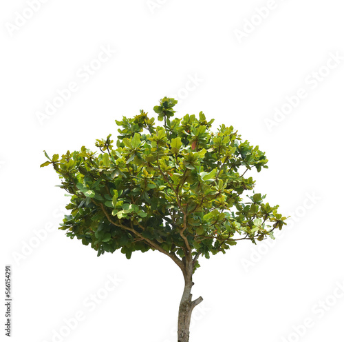Tree isolated on transparent background PNG file © banphote