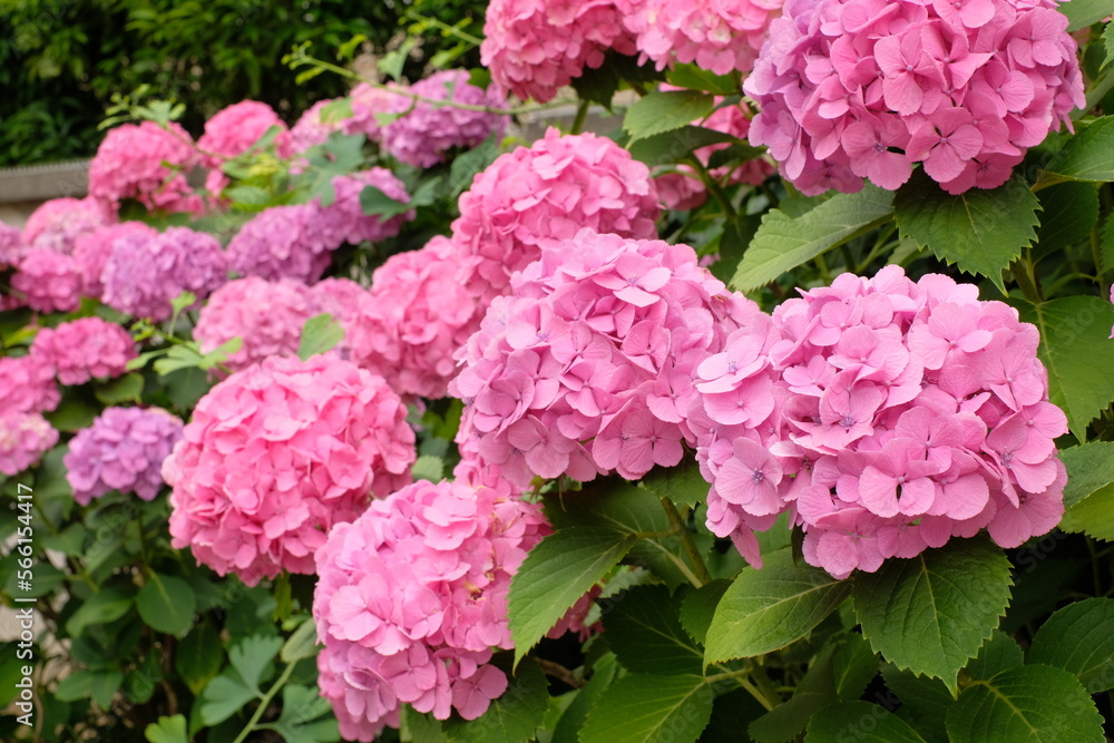 blooming flower of hydrangea tree