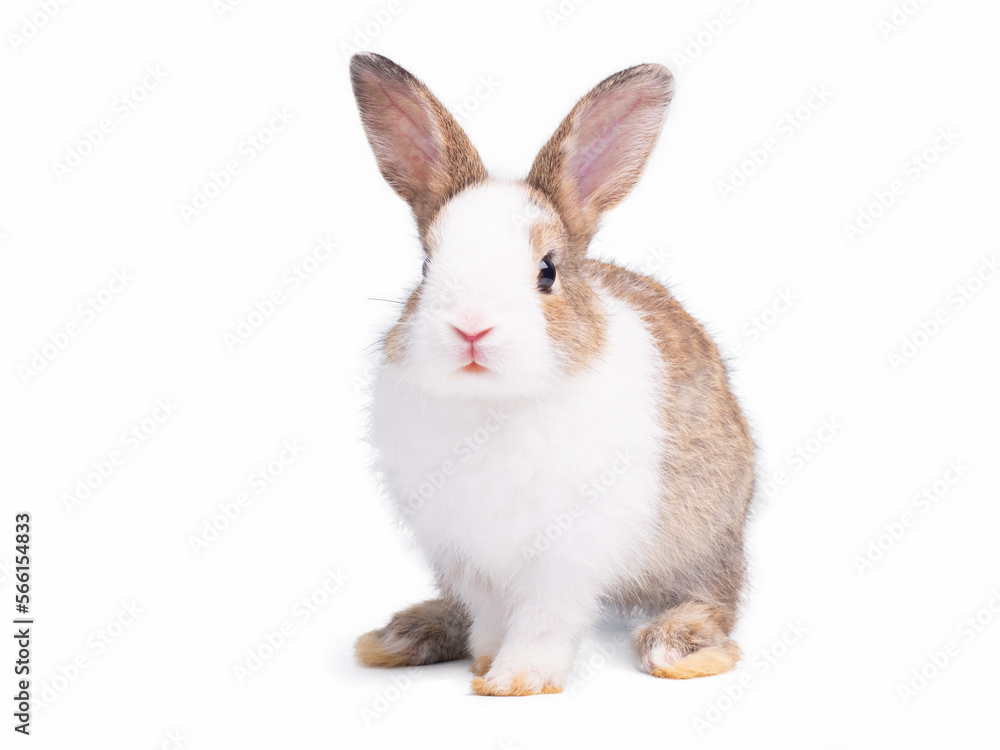 Front view of cute baby rabbit standing isolated on white background. Lovely action of young rabbit. Front view of cute baby rabbit standing isolated on white background. Lovely action of young rabbit.