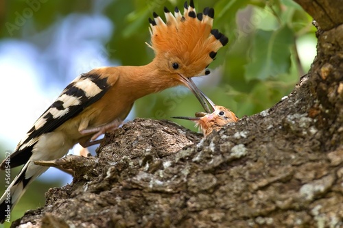 Eurasian Hoopoe (Upupa epops) are feeds its young during spring. They hatch in Europe and Asia in the summer and return to Africa in the winter.