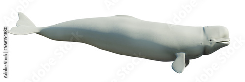 Obraz na płótnie Beluga, white whale isolated on transparent background, banner format w salonie