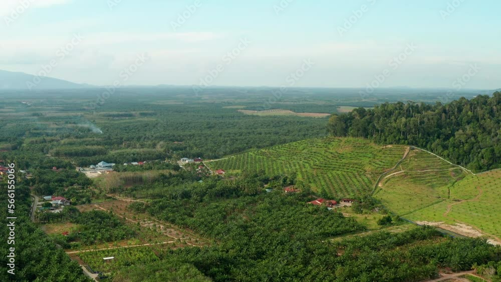 Aerial view of oil palm plantation, Malaysia