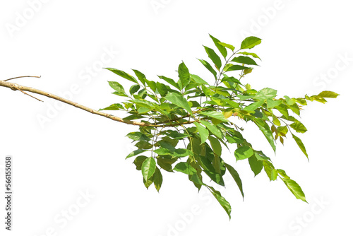 Green leaves on branch isolated on transparent background PNG file