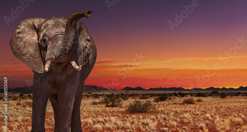 African elephant at sunset © Dmitry Pichugin