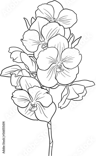 beautiful orchid flower line art hand drawn
