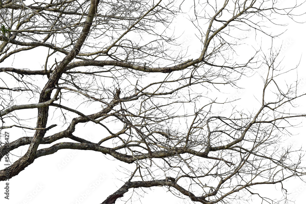 Dry tree branch isolated on transparent background PNG file Dry tree branch isolated on transparent background PNG file