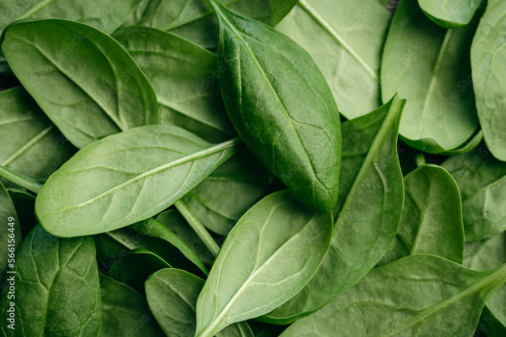 Fresh green baby spinach leaves, natural background. Fresh green baby spinach leaves, natural background.