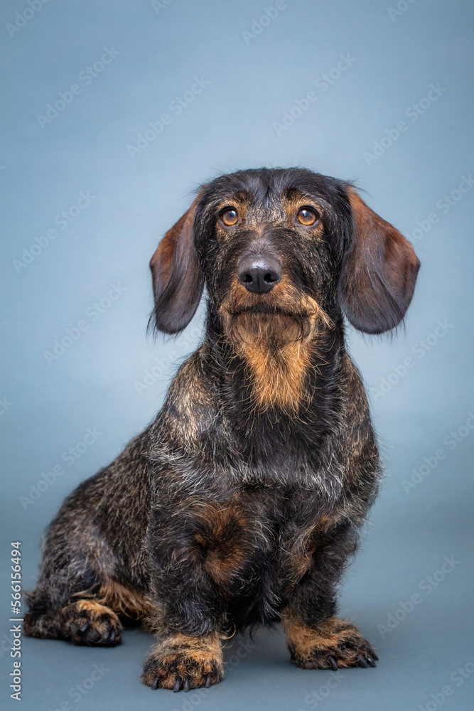 Hund, Dackel im Studio, Freisteller