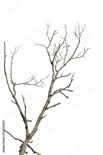 Dry tree branch isolated on transparent background PNG file