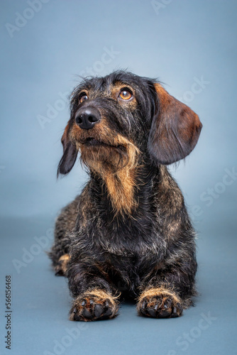 Hund, Dackel im Studio, Freisteller