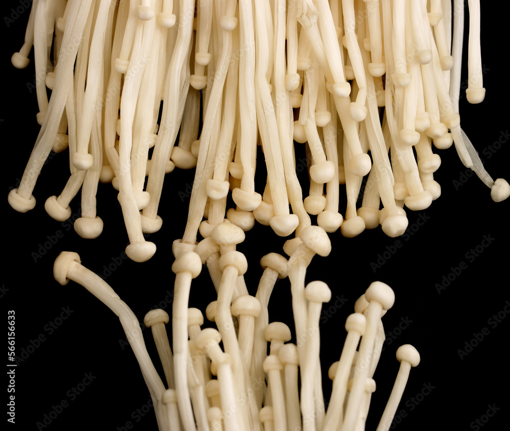 enoki mushrooms on black background enoki mushrooms on black background