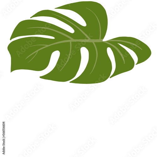 Green monstera leaves.	
