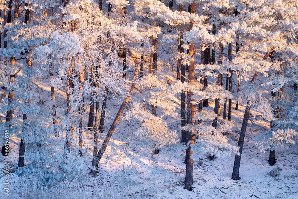 Scenery of winter sunny morning. Aerial view on the winter forest. Woodland in snow. Hoarfrost on the branches.