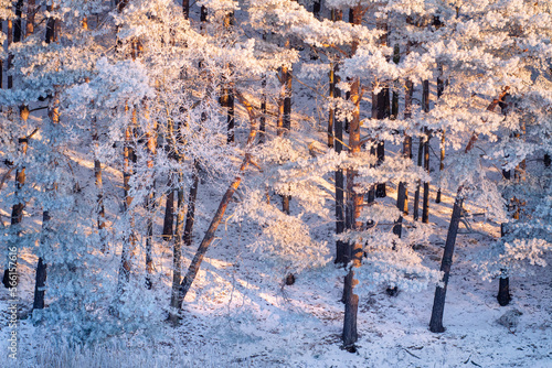 Obraz na płótnie Scenery of winter sunny morning. Aerial view on the winter forest. Woodland in snow. Hoarfrost on the branches. w salonie