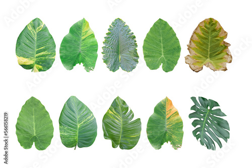 Set of Tropical Monstera leaf isolated on transparent background PNG file