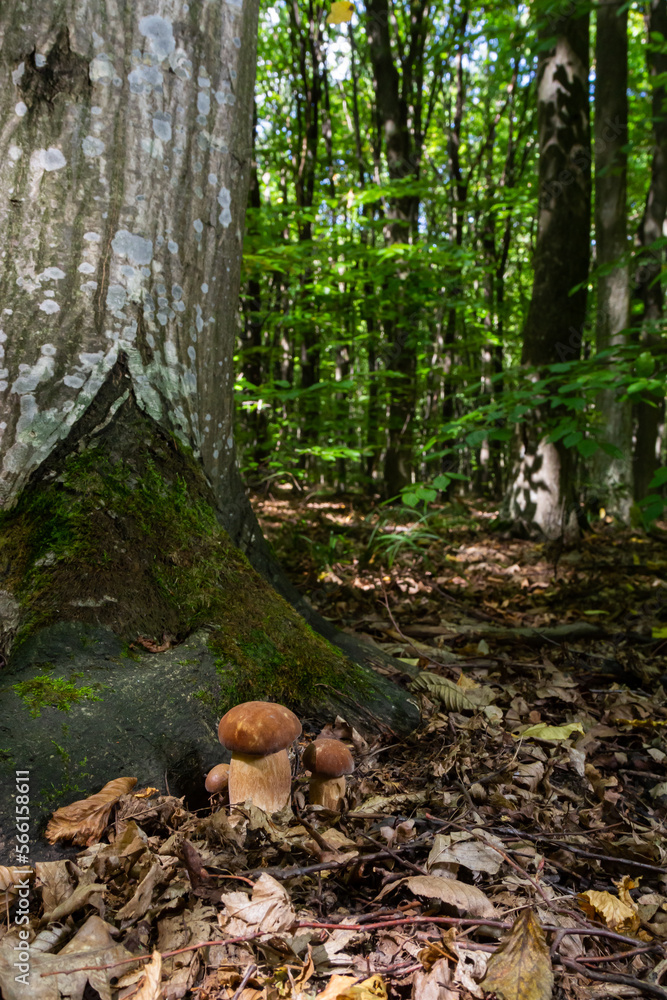 Boletus edulis or cep, edible wild mushroom in a forest