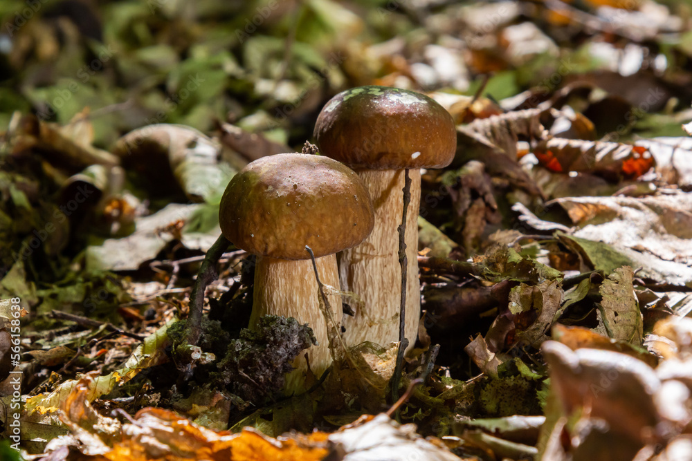 Boletus edulis or cep, edible wild mushroom in a forest Boletus edulis or cep, edible wild mushroom in a forest