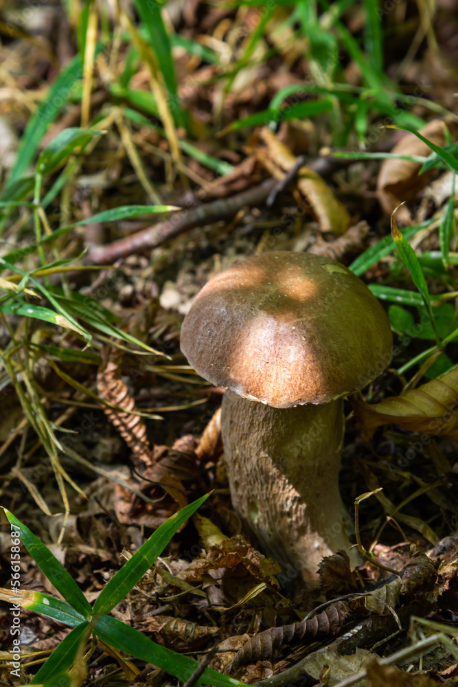 Beautiful boletus edulis mushroom banner in amazing green moss. Old magic forest mushrooms background. White mushroom in sunny day Beautiful boletus edulis mushroom banner in amazing green moss. Old magic forest mushrooms background. White mushroom in sunny day