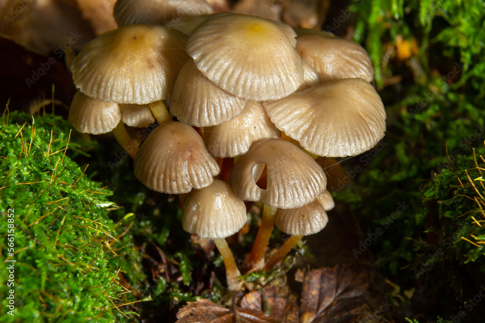 Amicable family of mushrooms with thin legs Clustered bonnet on a green background Mushroom-Mycena inclinata Amicable family of mushrooms with thin legs Clustered bonnet on a green background Mushroom-Mycena inclinata