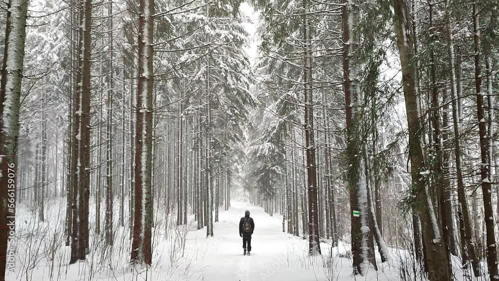 Hiker walking up climbing through woods. Heavy snowfall large flakes of snow are slowly falling. Concept of travel and active lifestyle. Man feet walking in winter boots by fresh white snow Wonderland Hiker walking up climbing through woods. Heavy snowfall large flakes of snow are slowly falling. Concept of travel and active lifestyle. Man feet walking in winter boots by fresh white snow Wonderland