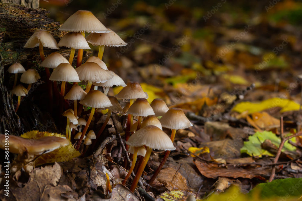 Fototapeta premium The Common Bonnet Mycena galericulata is an inedible mushroom , an intresting photo