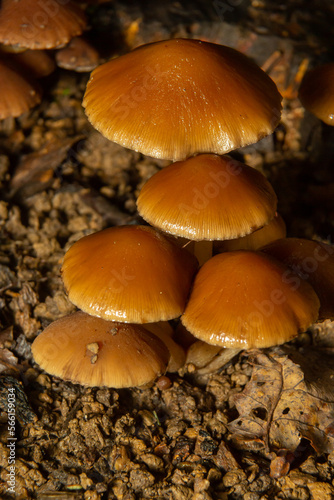 Sawdust, summer sawdust Kuehneromyces lignicola. Edible mushroom. Mushrooms growing on trees
