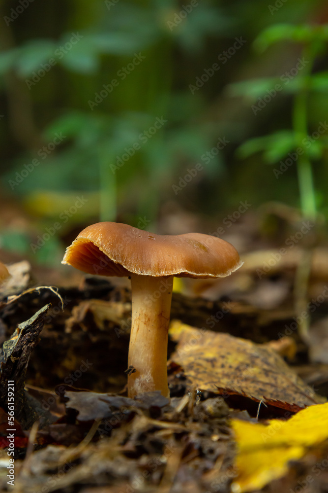 Gymnopus hariolorum mushrooms on the old stump Gymnopus hariolorum mushrooms on the old stump