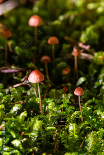 Inedible mushroom Mycena rosella in the spruce forest. Known as pink bonnet. Wild mushrooms growing in the moss