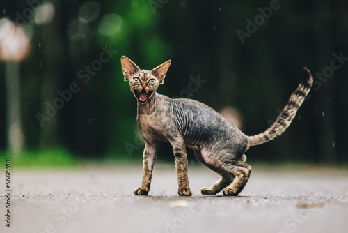 Cuadro en lienzo Funny Cute Beautiful Curious Playful Devon Rex Cat Looking At Camera