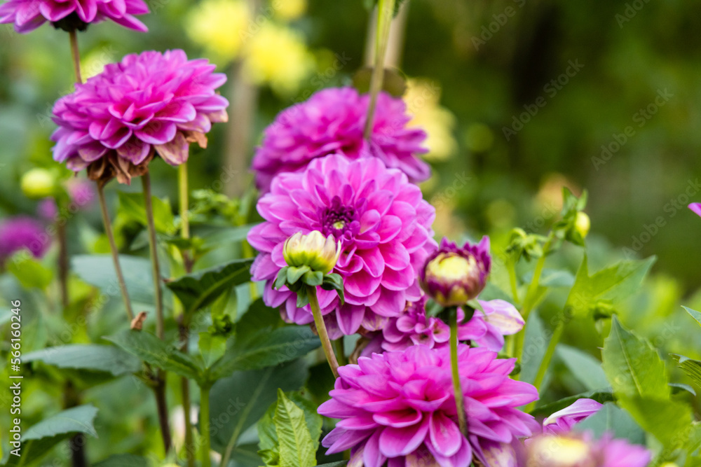 Obraz premium Beautiful pink dahlia in garden. A picture of the beautiful pink dahlia.