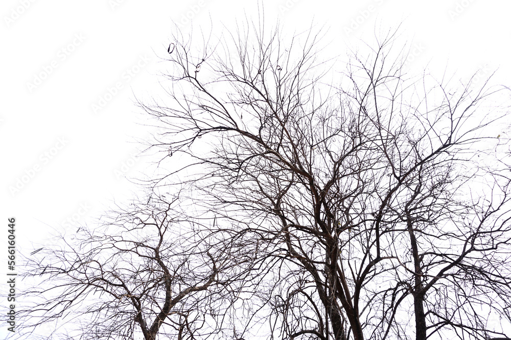 Leafless tree silhouette with white sky Leafless tree silhouette with white sky