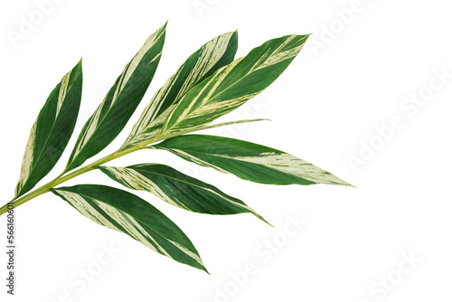 Green variegated shell ginger leaves (Alpinia zerumbet 'Variegata'), tropical forest plant