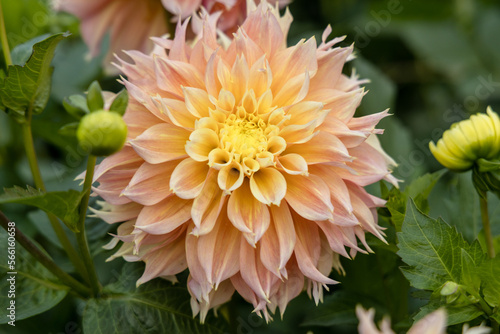 Dahlia 'Orange Pekoe' in flower