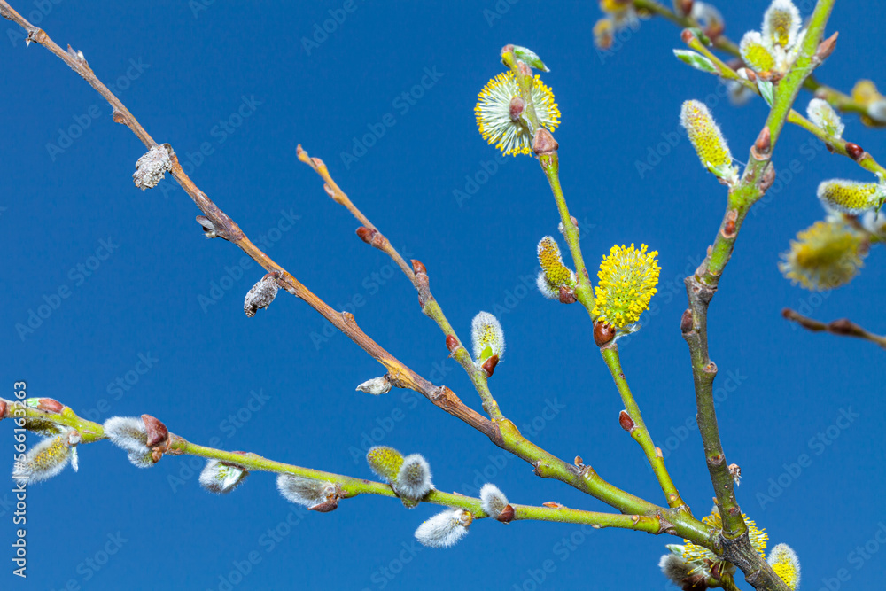 Willow blossom in early spring against a dark blue sky in Kazakhstan