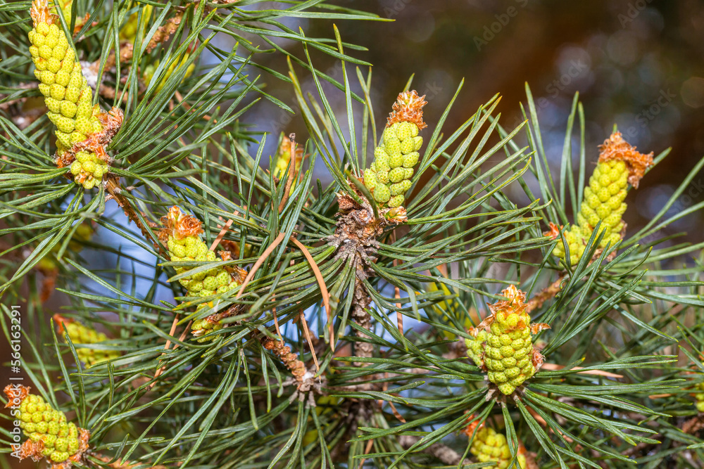 Young pine cones grow in spring in the mountains and steppes of Kazakhstan. Green needles