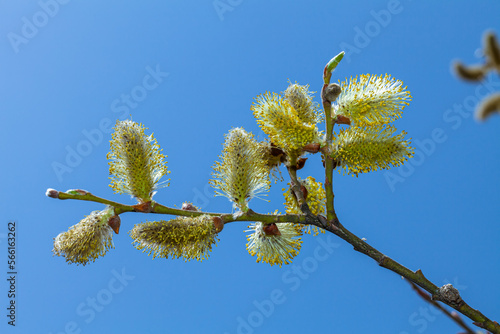 Obraz na płótnie Willow blossom in early spring against the blue sky in Kazakhstan w salonie