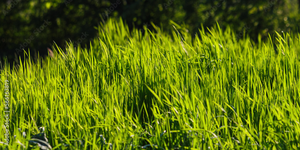 Fototapeta premium texture of grassy meadow in summer. nature background on a sunny day