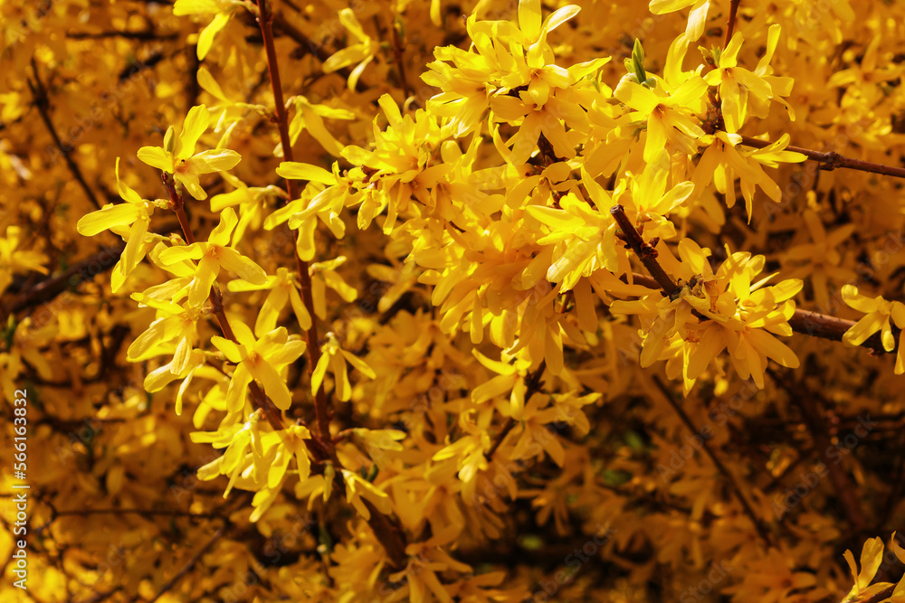 branch of forsythia in yellow blossom. spring nature background branch of forsythia in yellow blossom. spring nature background