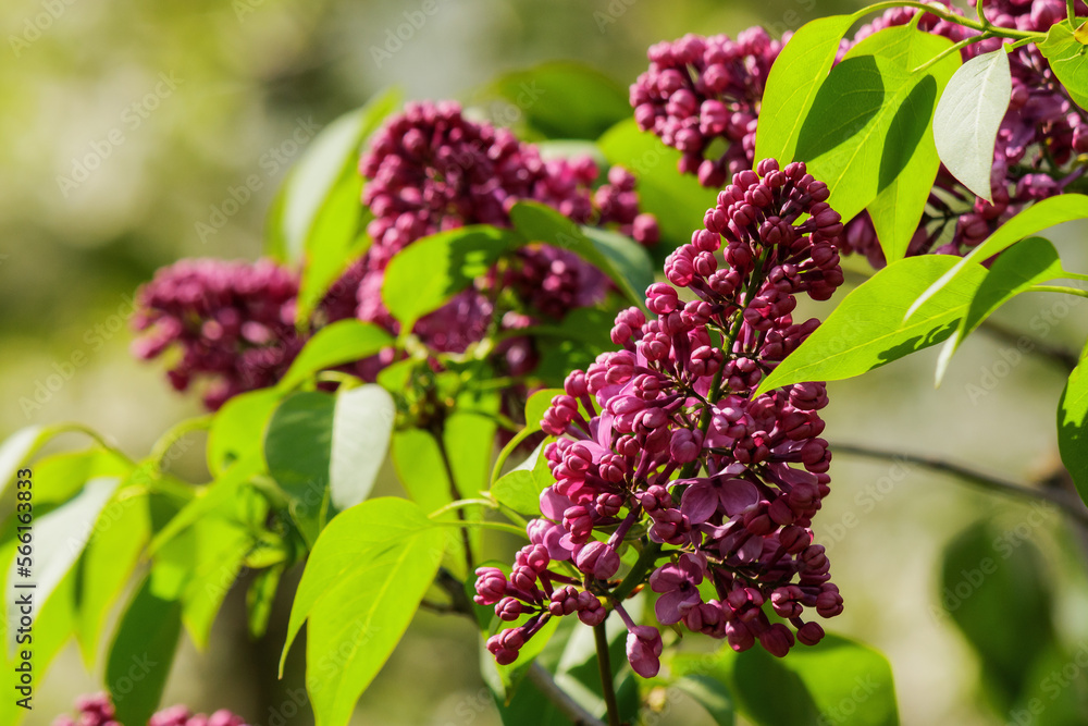 blossoming syringa in the park. spring nature background blossoming syringa in the park. spring nature background