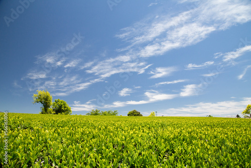 Blue sky and green tea field