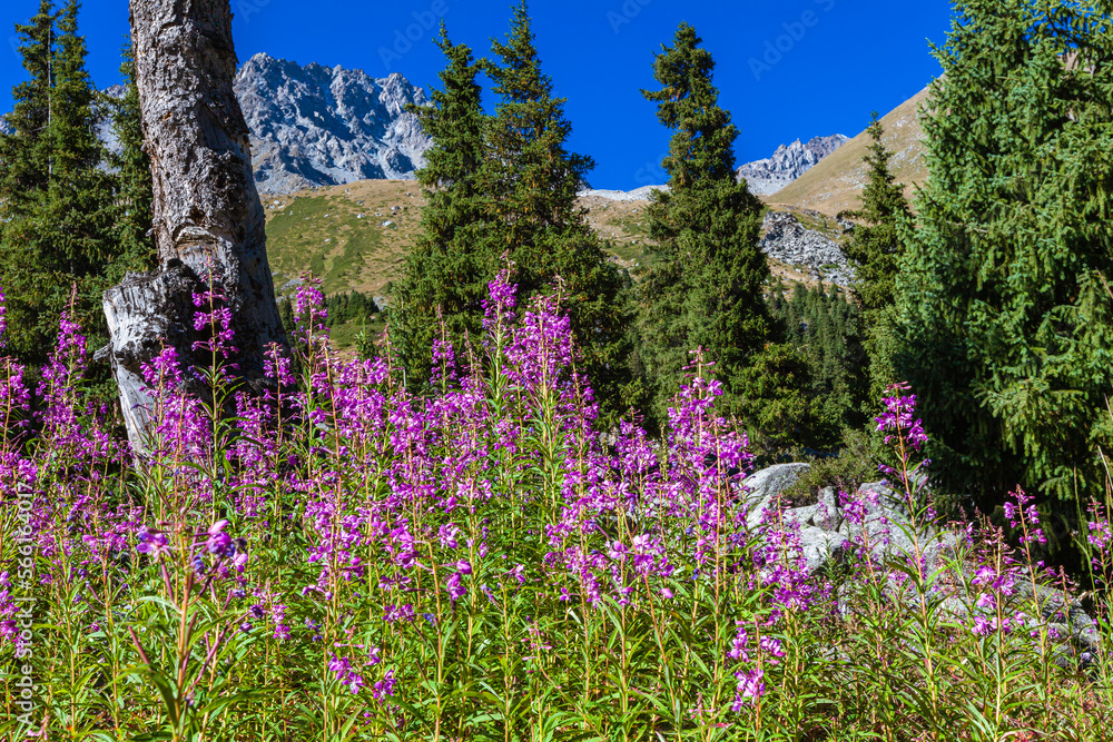 Blooming sally in the mountains of Zailiysky Alatau near Almaty