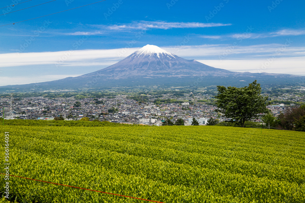 Mt.Fuji and green tea field