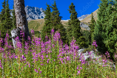 Blooming sally in the mountains of Zailiysky Alatau near Almaty