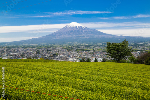Mt.Fuji and green tea field © Mickey K