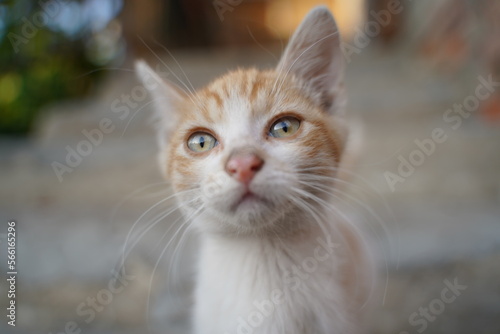 A cat lies being lazy. Selective focus