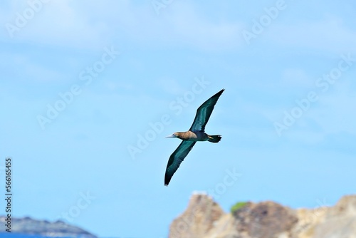 Sturmvogel im Gleitflug photo